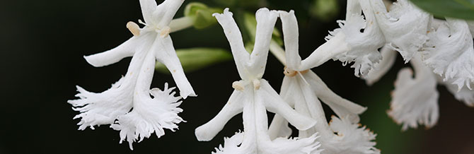  Détail d’une inflorescence de Oxera neriifolia subsp. neriifolia